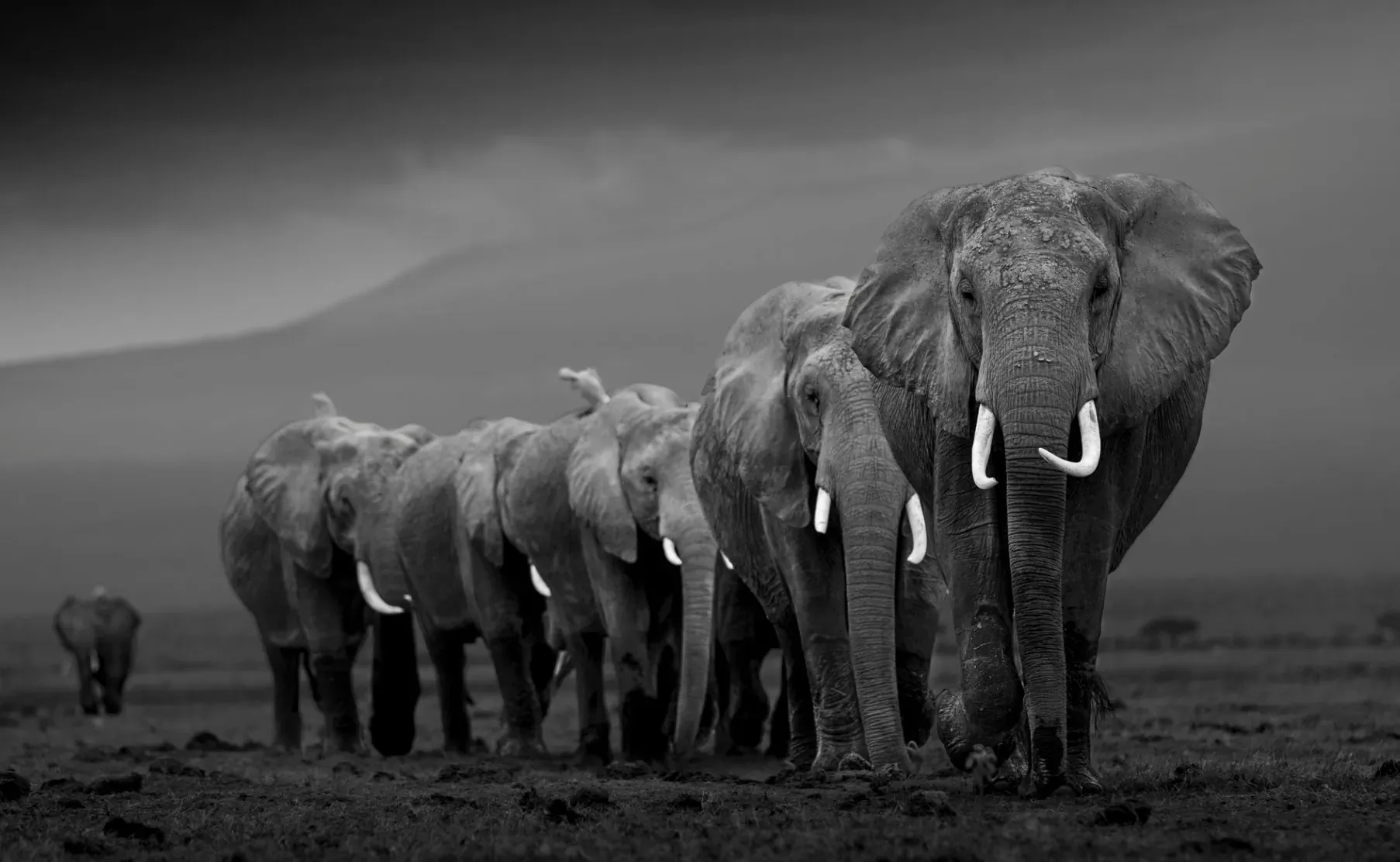 Line of elephants walking on savanna at the foot of a mountain, Amboseli, Kenya, black and white.