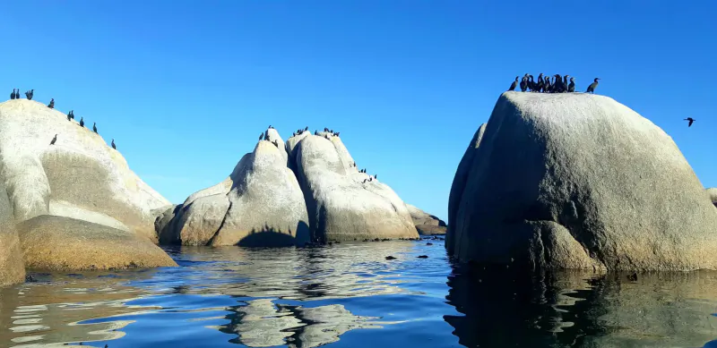 Cluster of white rocks in calm ocean waters at Paternoster, covered with cormorants under blue sky