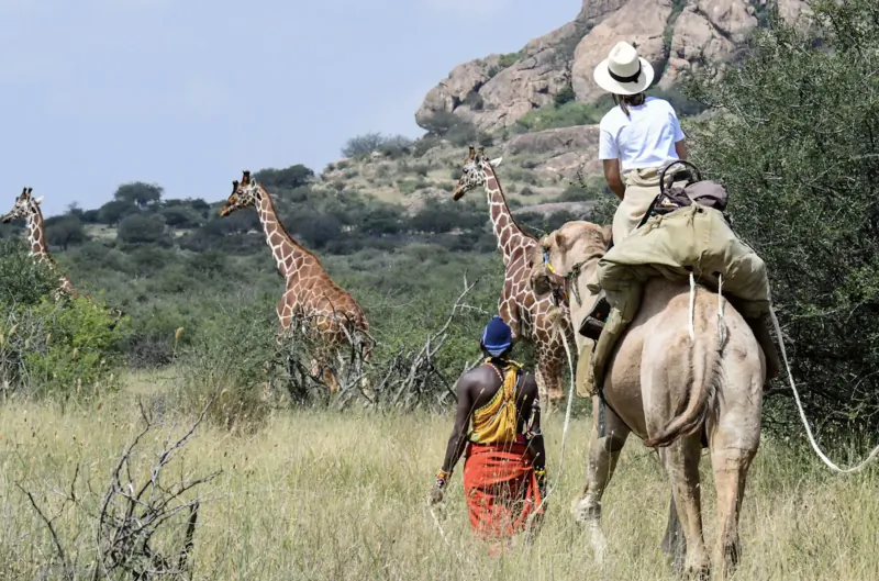 Woman in white shirt and hat rides camel in Kenyan savanna with giraffes and local guide near rocky hills, Tumaren Camp walking safari.