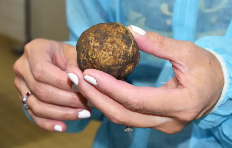 Close-up of hands in blue gloves holding a round brown truffle, white nails visible.