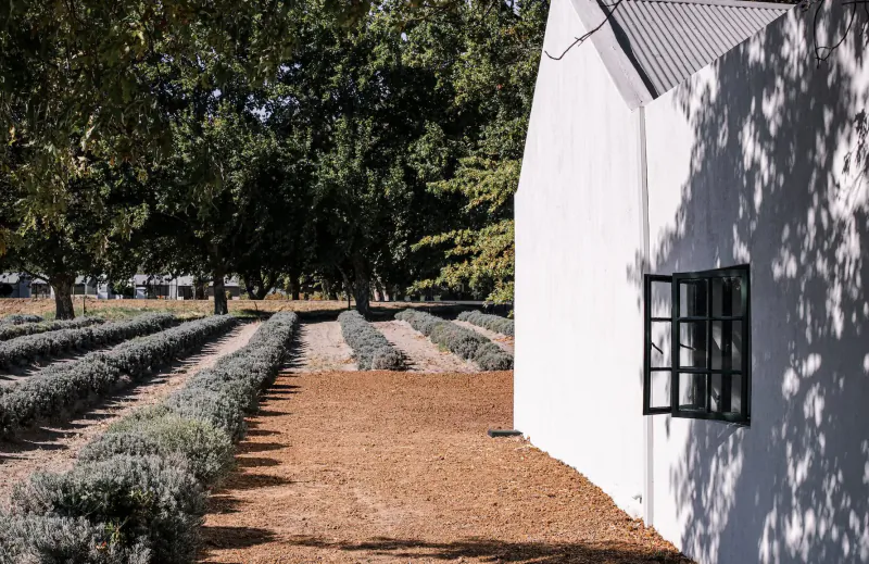 White farmhouse with open black window beside rows of lavender fields and trees in Franschhoek