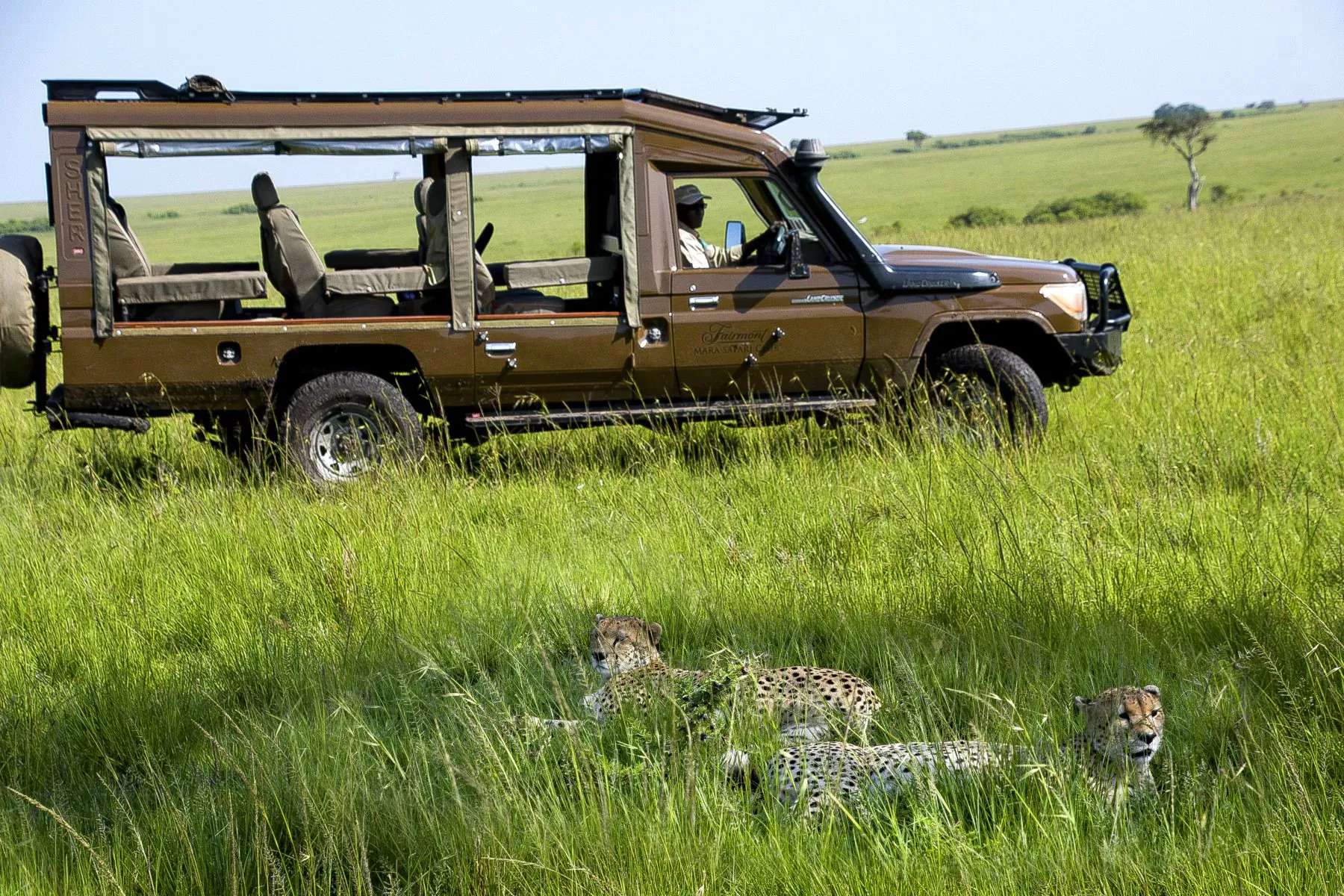 Safari jeep with guide parked in grassy savanna near two resting cheetahs