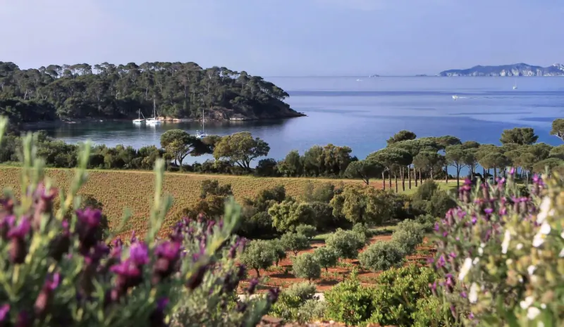 Emma Blunt walks through purple flowering vines at Château Léoube, overlooking Mediterranean bay with sailboats, Provence