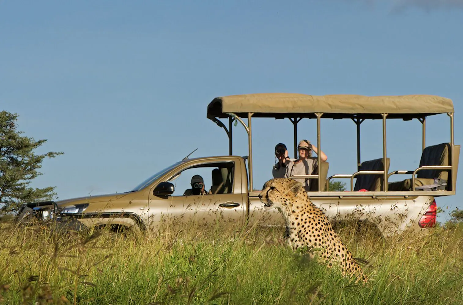 Cheetah stalking beside open safari truck with tourists in Kenyan savanna at El Karama Lodge.