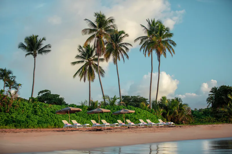 Tropical beach at Wyndham Puerto Rico with white lounge chairs under green umbrellas, tall palms, and calm sea.