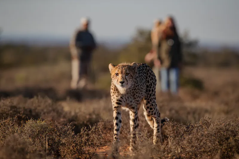 Cheetah standing alert in golden savanna grass with blurred safari observers in background at Karoo retreat