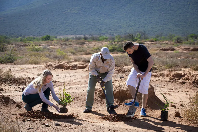 Three people planting small trees with shovels in arid Karoo landscape with mountains behind.