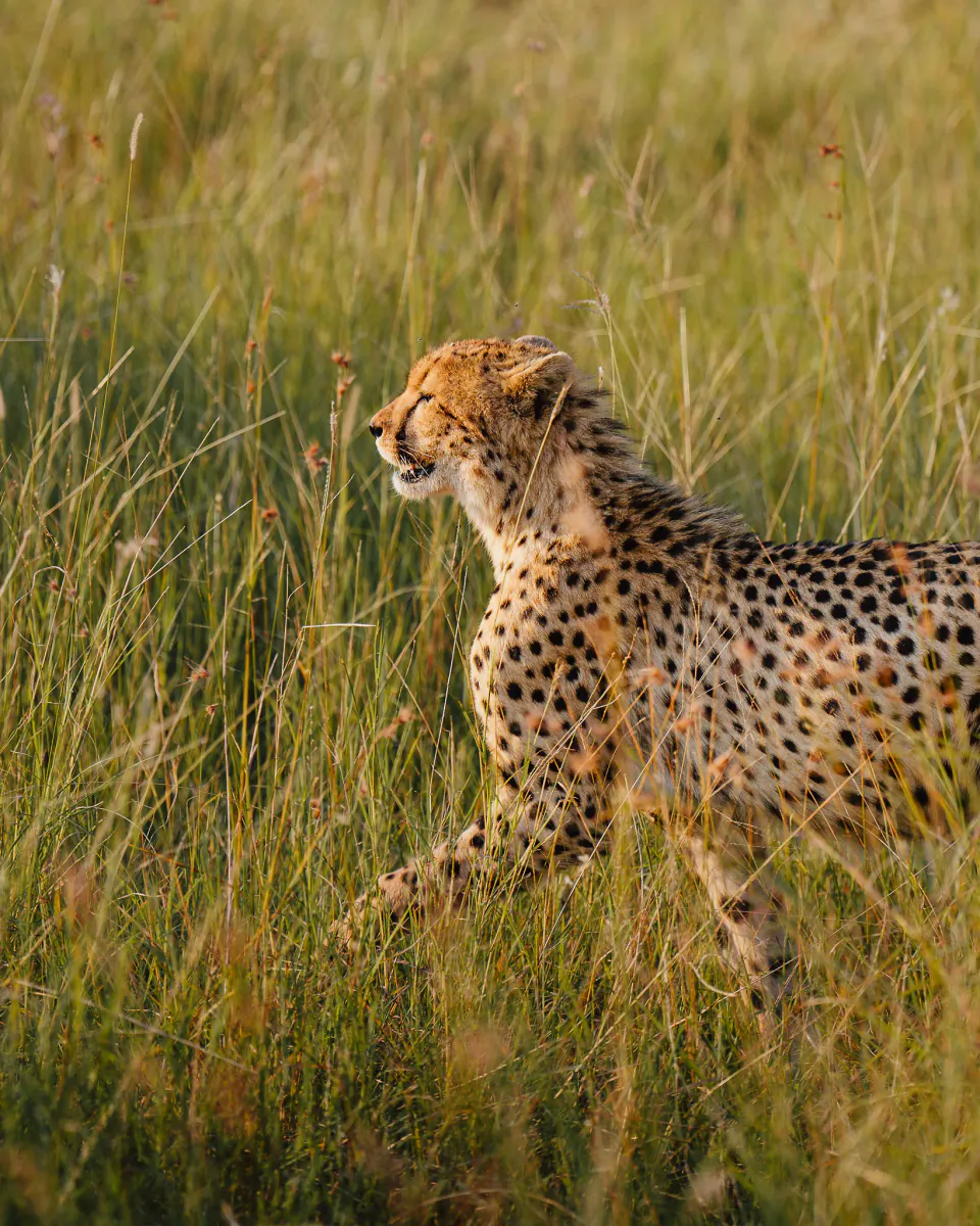 Cheetah walking through tall golden grass in a savanna at sunset