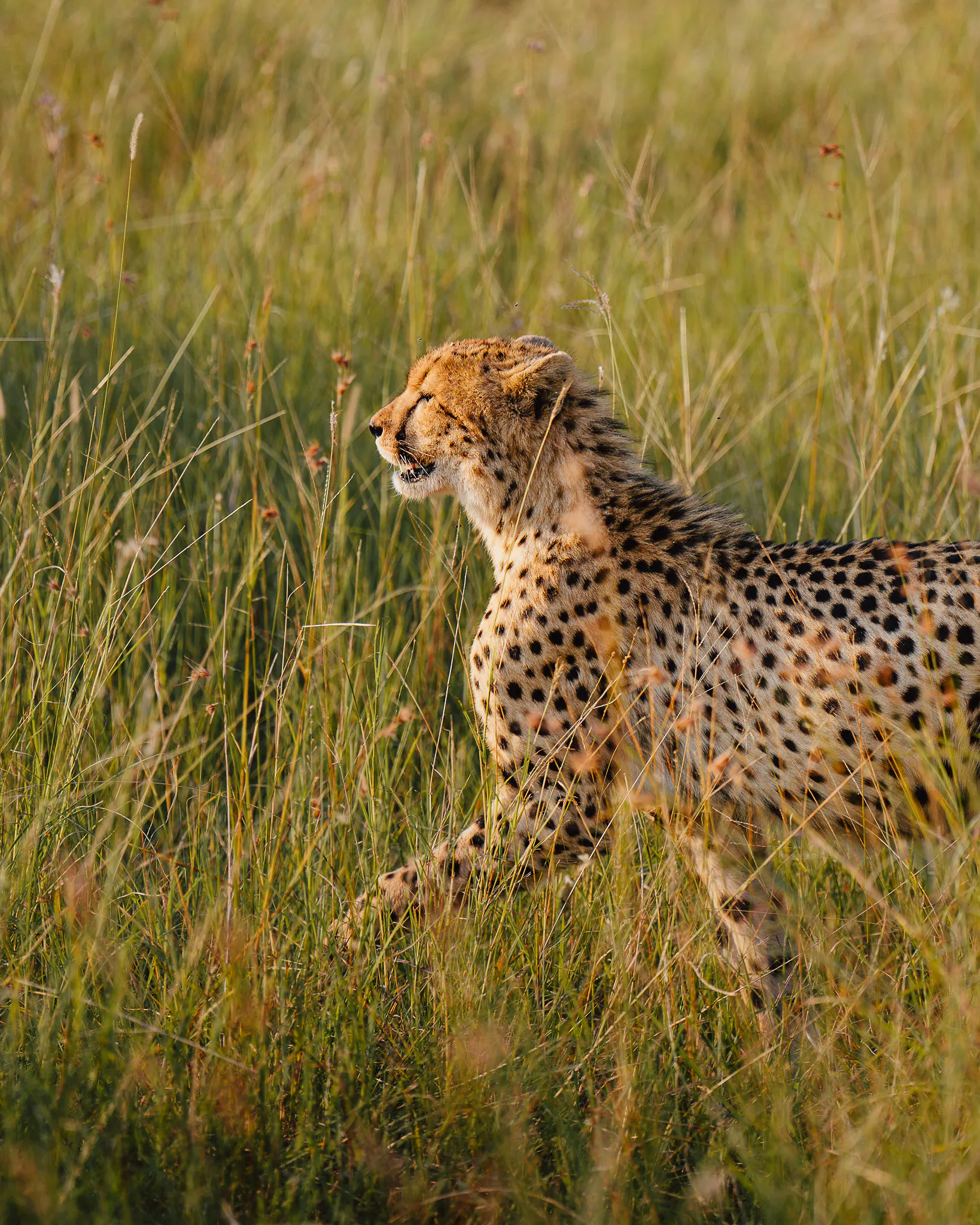 Cheetah walking through tall golden grass in a savanna at sunset