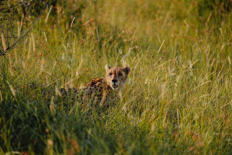 Cheetah lying in tall green grass, looking directly at the camera in a sunlit savanna field