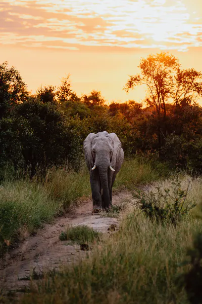 Elephant walking toward camera on a dirt path at sunset in the African savanna
