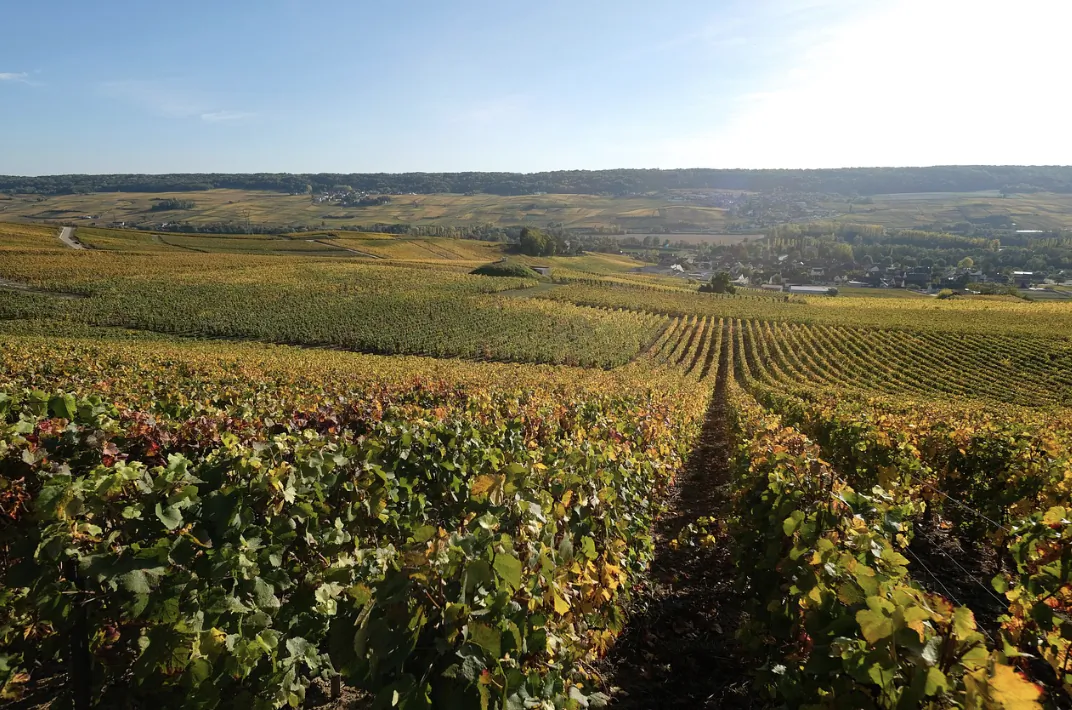 Scenic rolling vineyards with golden autumn leaves under clear blue sky, rows leading to distant hills.
