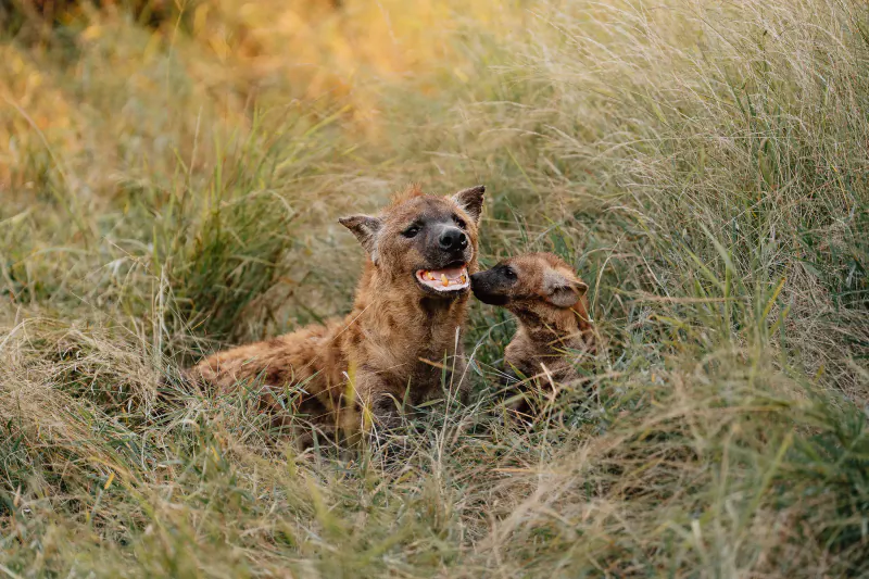 Adult hyena lying in tall grass with mouth open showing teeth, while a cub nuzzles its face in a savanna setting