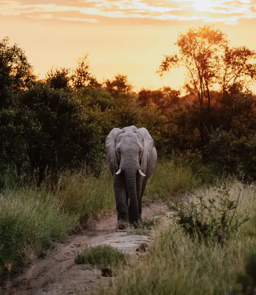 Elephant walking towards camera on a dirt path in African savanna at sunset