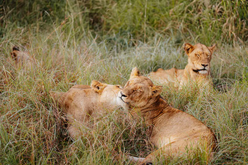Three lionesses resting and nuzzling in tall green grass on the savanna