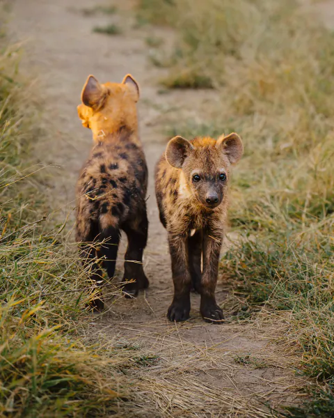 Two young hyena cubs walking on a dirt path in tall grass, one facing away and the other looking toward the camera