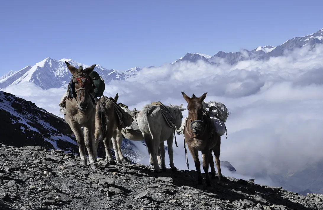 Pack mules carrying gear on a rocky mountain trail above the clouds with snow-capped peaks in the background