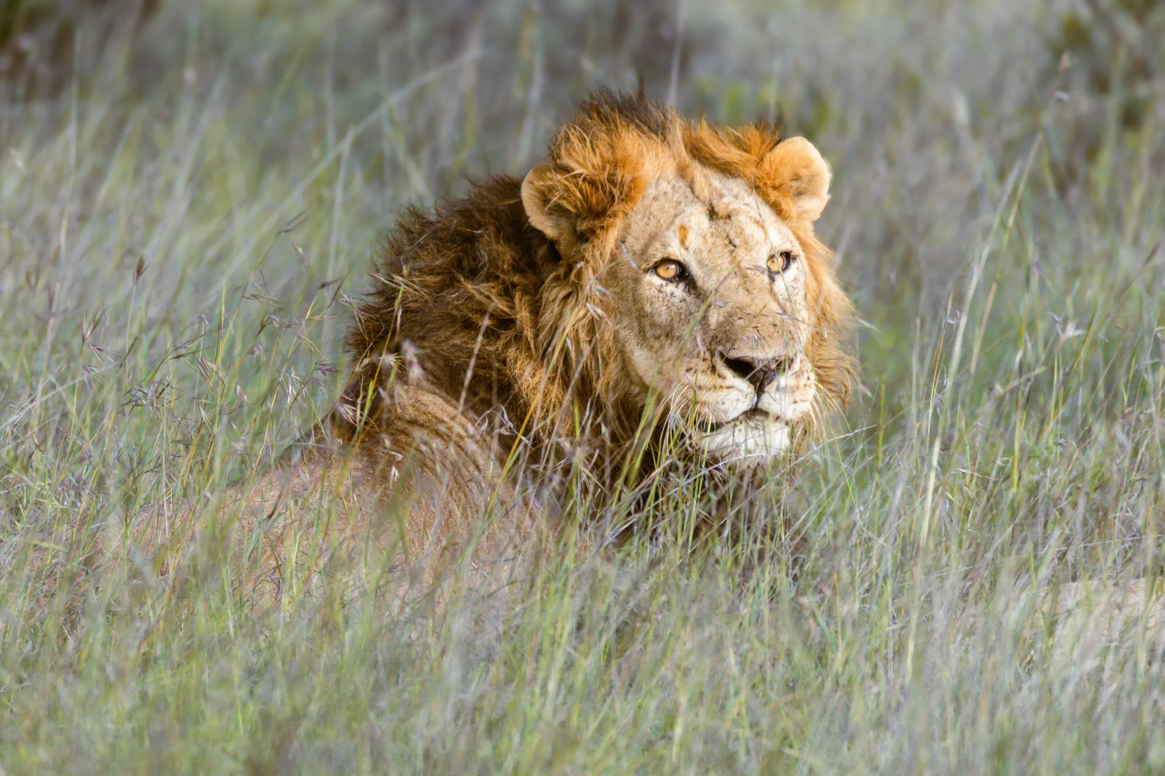 Male lion with full mane lying in tall green grass, looking forward