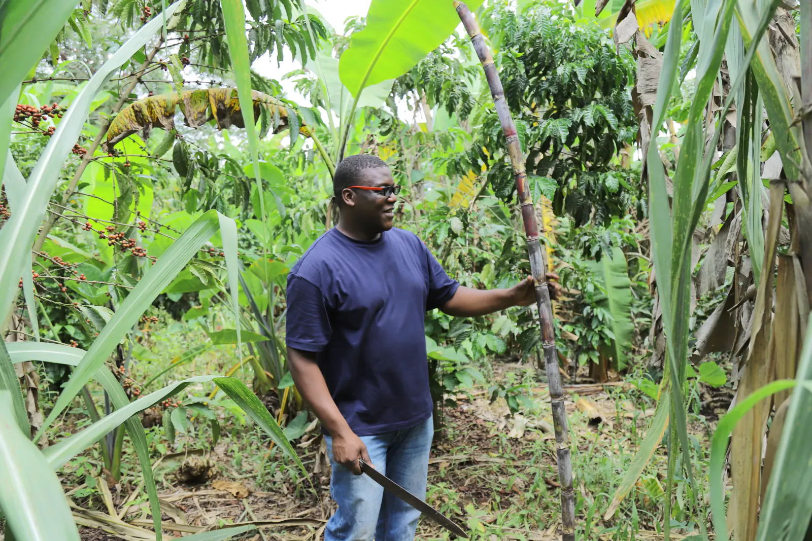 Man in blue shirt holding a long sugarcane stalk in a lush tropical garden
