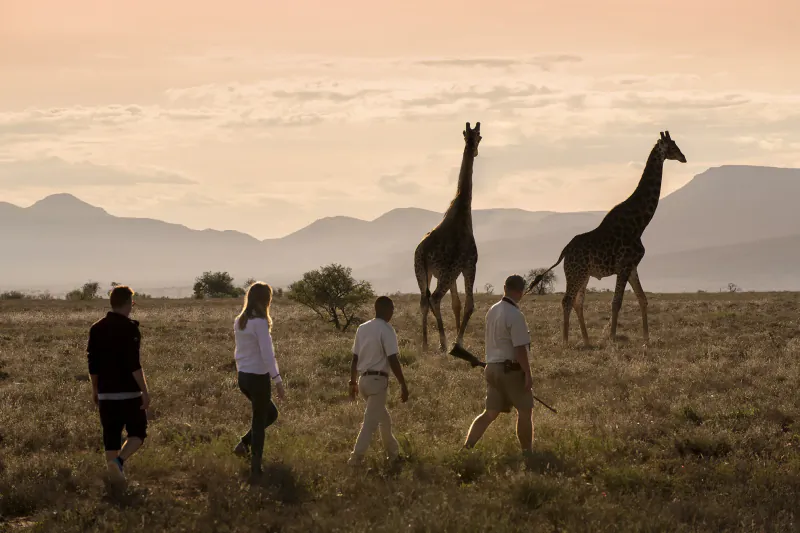 Four people walking across a grassy plain at sunset with two giraffes and mountains in the background