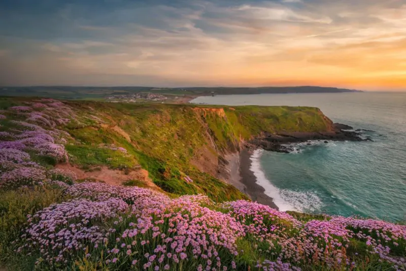 Sunset over coastal cliffs with purple wildflowers overlooking a sandy beach and turquoise sea
