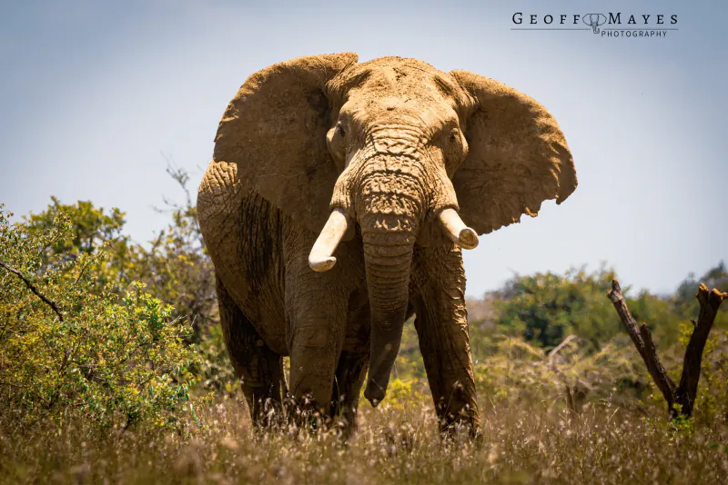 Large elephant with spread ears and white tusks walking toward camera in grassy savanna