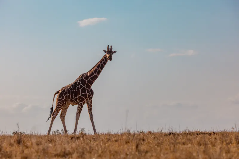 Giraffe standing in dry savanna grassland under a clear blue sky