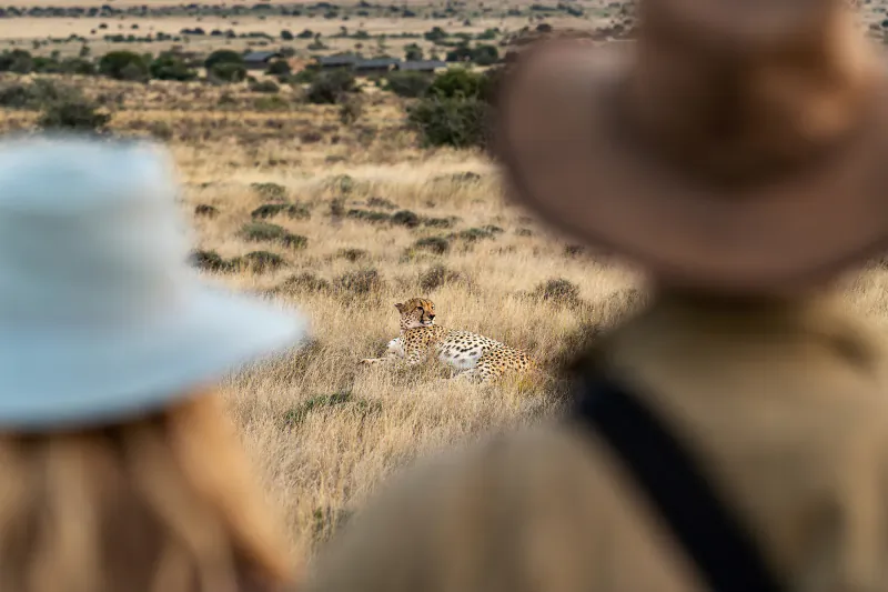 Cheetah in dry savanna viewed from behind two people in hats at Samara Karoo Reserve