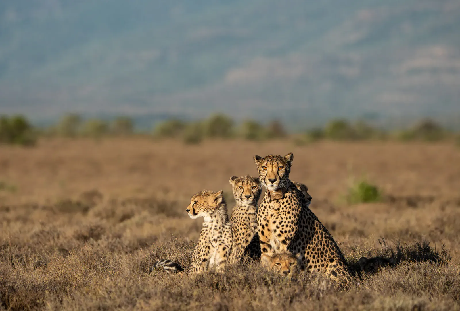 Three cheetahs resting together on dry grass in the African savanna with mountains in the background
