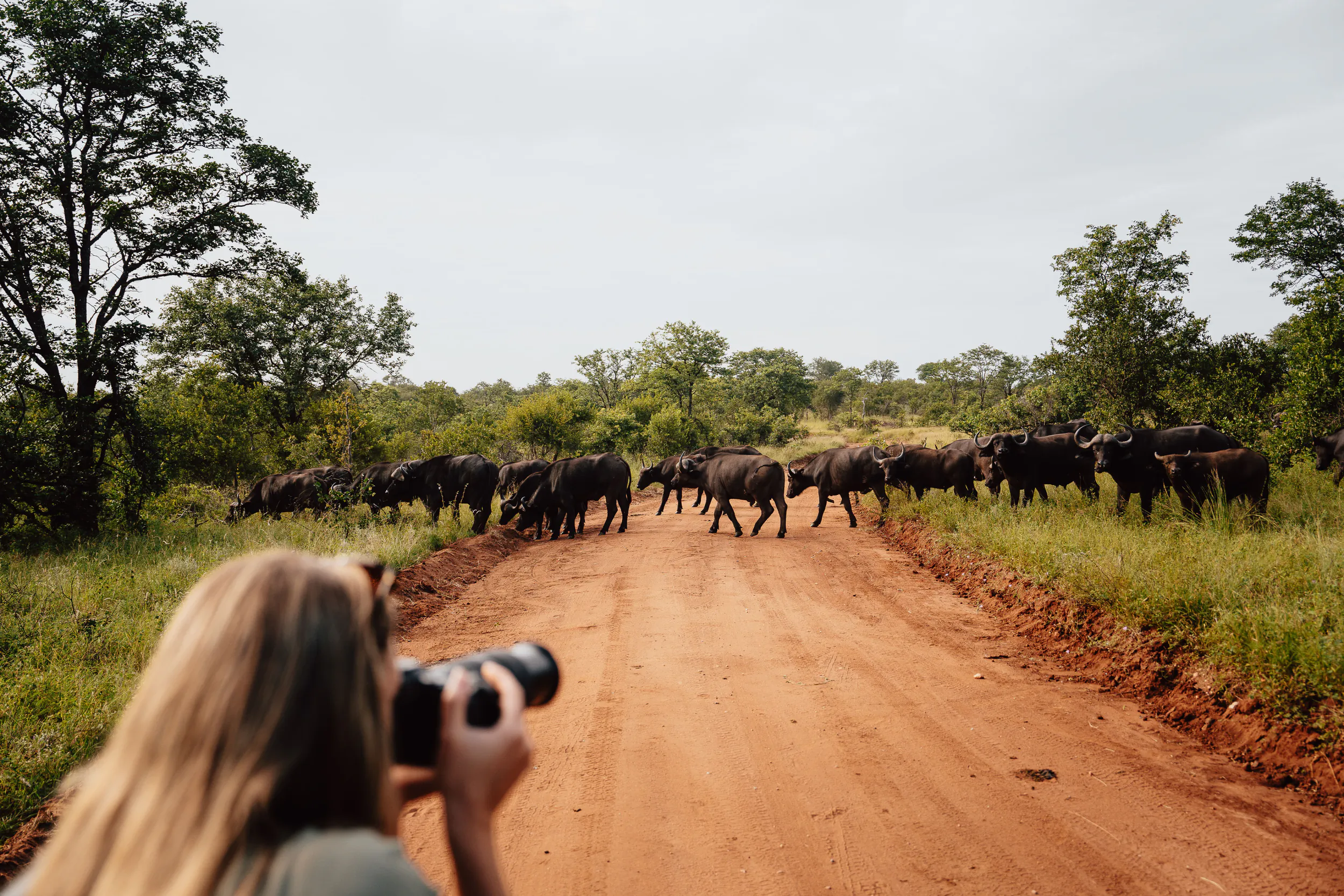 Woman with binoculars watches a herd of buffalo crossing a dirt road in the African bush