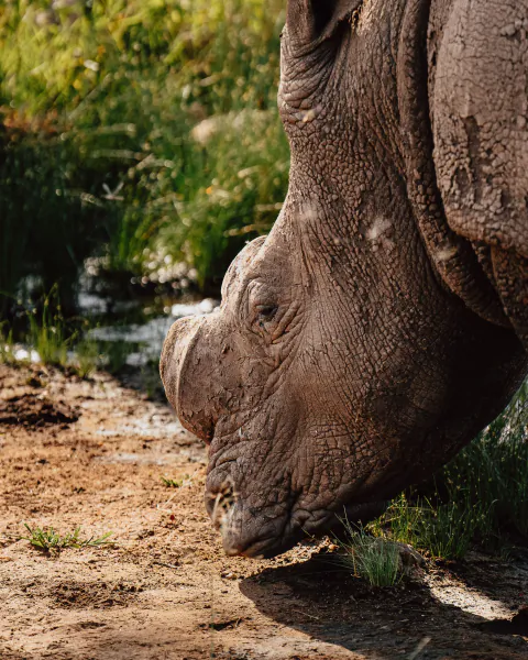 Close-up of a rhinoceros lowering its head to drink from a muddy waterhole in a lush savanna setting