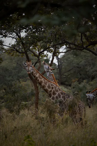 Two giraffes stand in tall grass under trees, one stretching its neck upward while the other looks to the side.