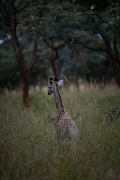 Giraffe standing in tall grass looking up at trees in a savanna at dusk