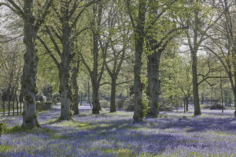 Sunlit woodland path lined with tall trees and carpeted in purple-blue bluebells at Hedsor House, Buckinghamshire