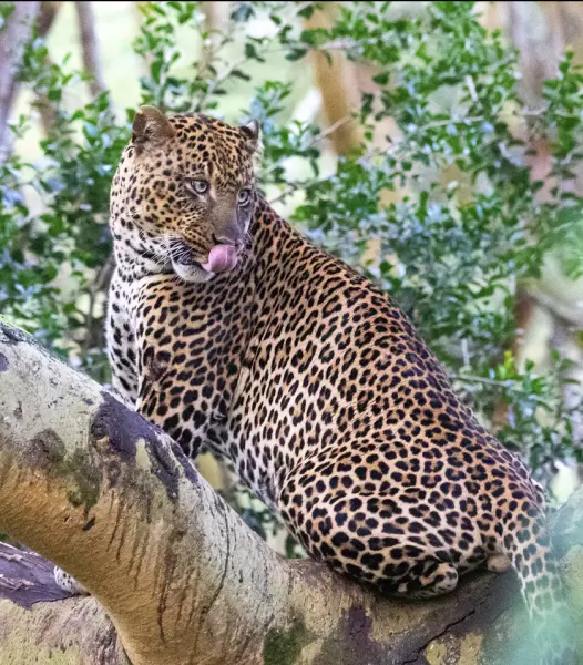 Leopard sitting on tree branch licking its lips in lush green forest