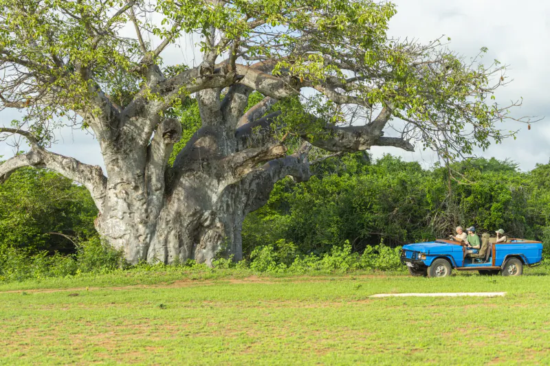 Large baobab tree beside a blue safari vehicle with passengers in grassy savanna at Manda Bay Lodge, Kenya