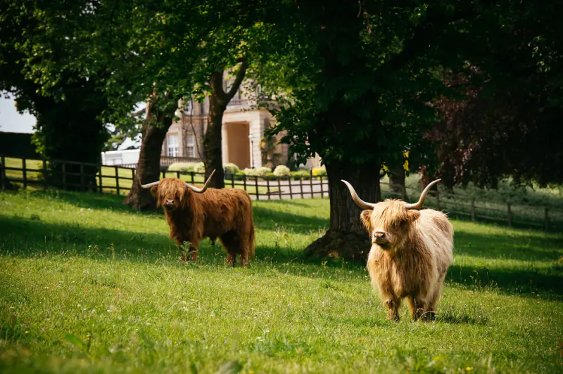Two Highland cows grazing on a sunny lawn in front of Hedsor House, Buckinghamshire