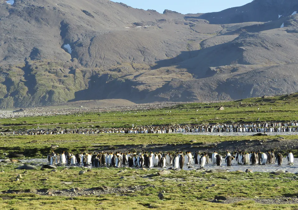 Large colony of king penguins gathered on green grassy plains with rocky mountains in the background