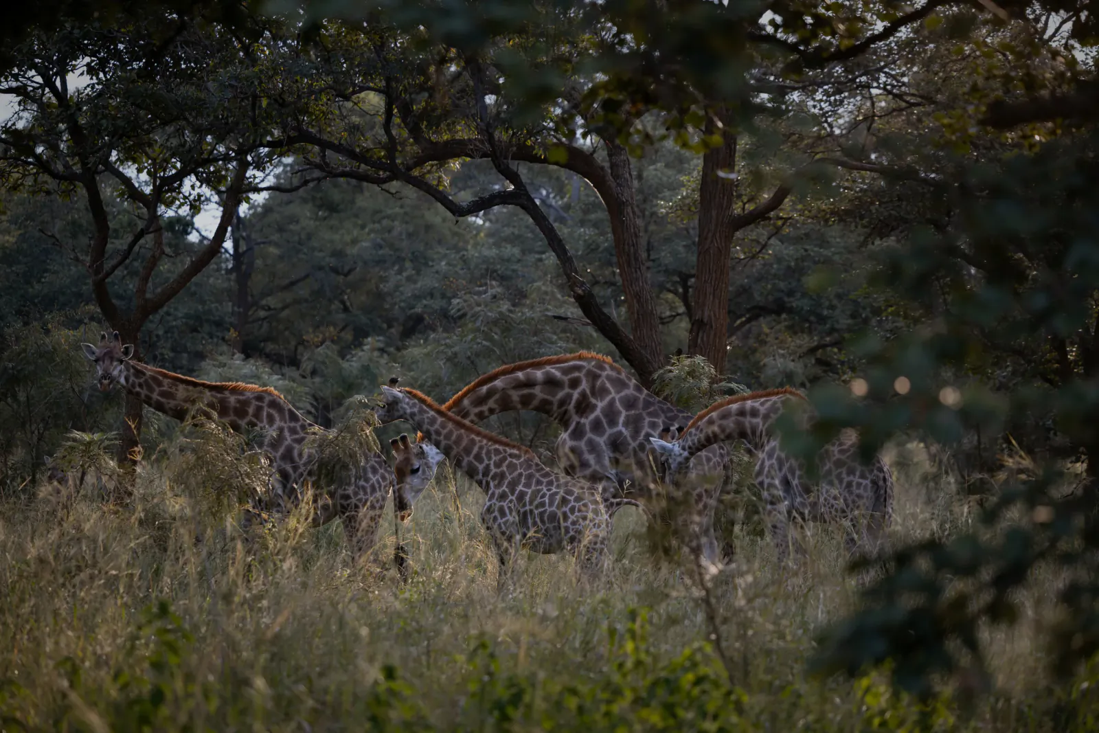 Herd of giraffes grazing in tall grass among trees at dusk in Zambia