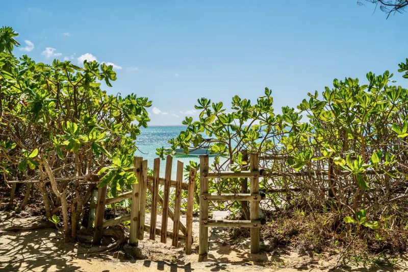 Wooden gate opening to ocean view through lush green bushes on a sunny day
