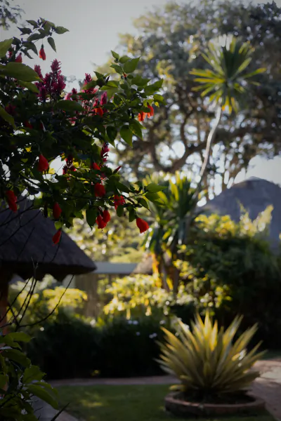 Red hanging flowers on a bush with a thatched roof and lush garden at Lilayi Lodge, Zambia