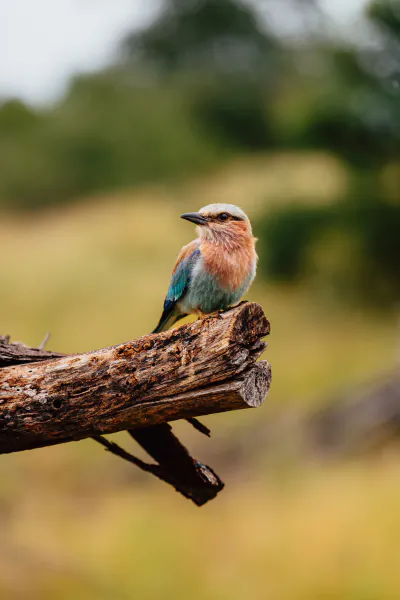 Colorful lilac-breasted roller perched on a weathered log in a grassy savanna setting