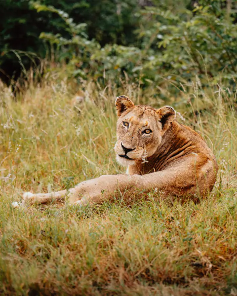 Lioness resting in tall grass, looking toward camera with mouth slightly open
