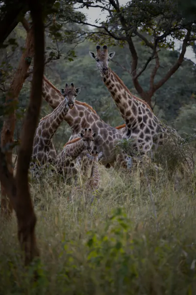 Four giraffes stand among tall grass and trees in a savanna, one looking directly at the camera