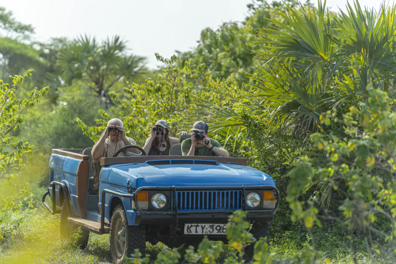 Three tourists in a blue open-top jeep driving through lush green jungle on Manda Island, Kenya
