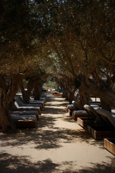 Rows of lounge chairs line a shaded sandy path under leafy trees at a resort