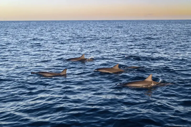 Four dolphins swimming in the open ocean at sunset, dorsal fins breaking the blue water surface