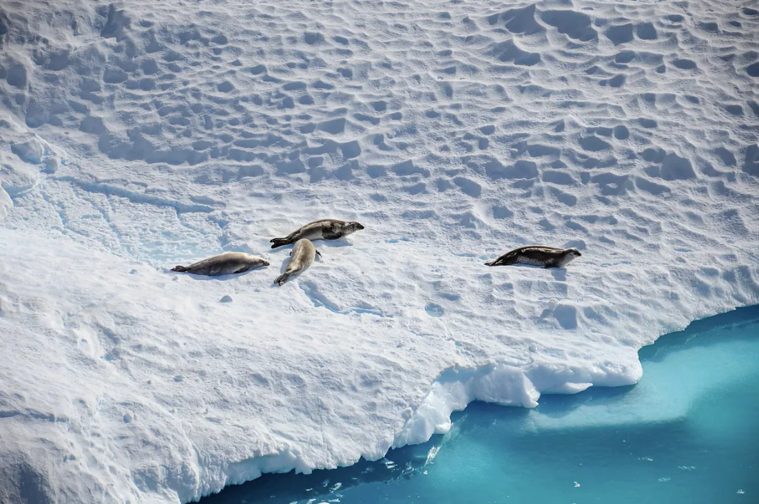 Four seals resting on a snow-covered ice shelf beside turquoise water in Antarctica