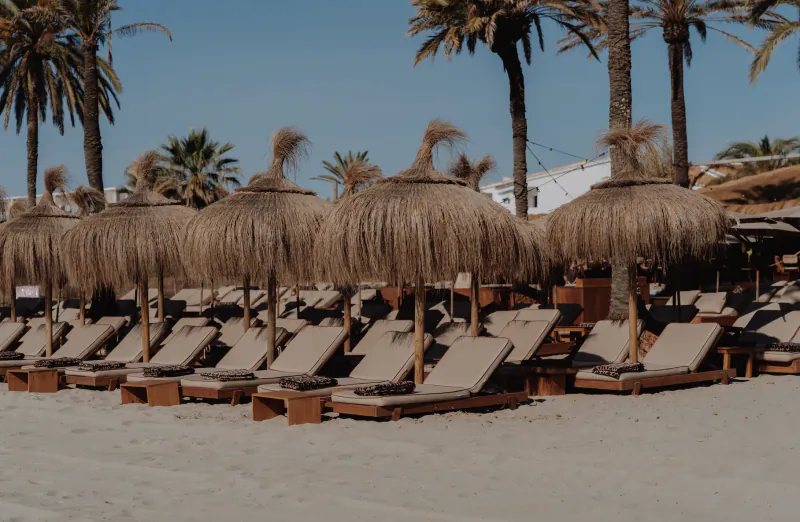 Rows of empty lounge chairs with thatched umbrellas on a sandy beach lined with tall palm trees under a clear blue sky
