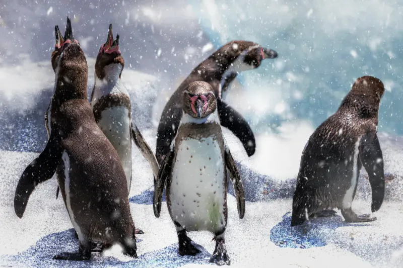 Group of penguins standing on snowy ground with snow falling around them